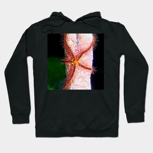 Brittle Sea Star Fish Hoodie by Scubagirlamy